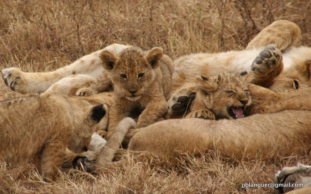 Leones en Ngorongoro