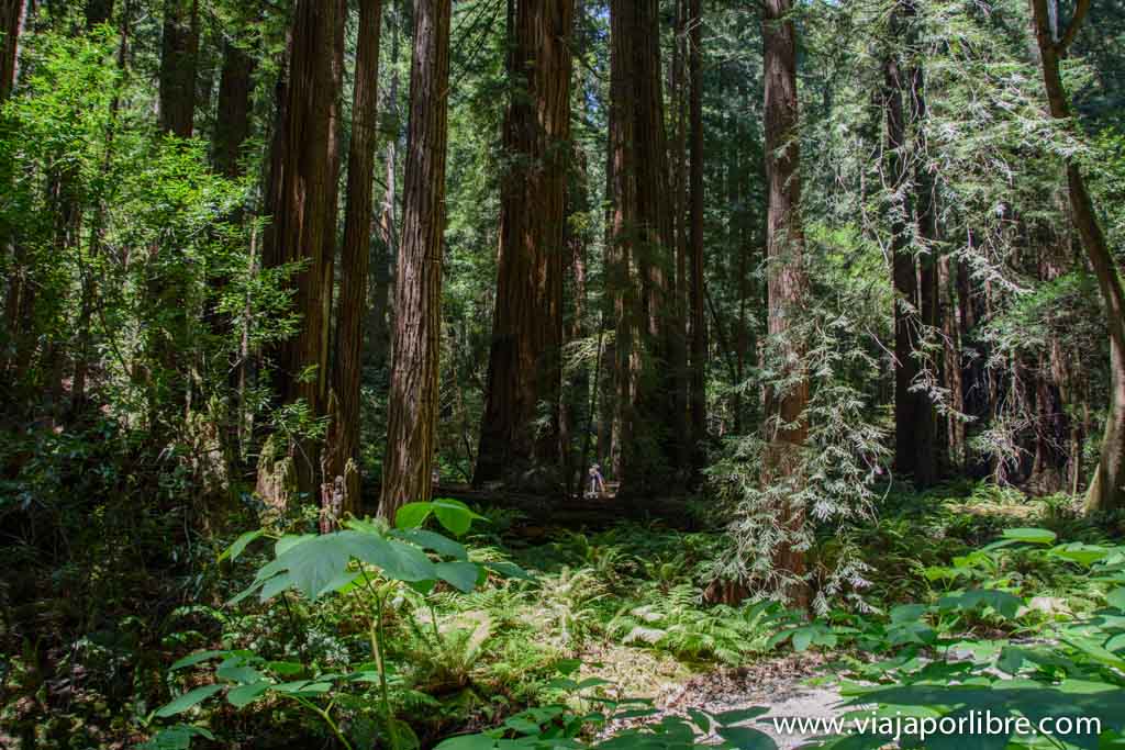 Bosque de secuoyas de Muir Woods