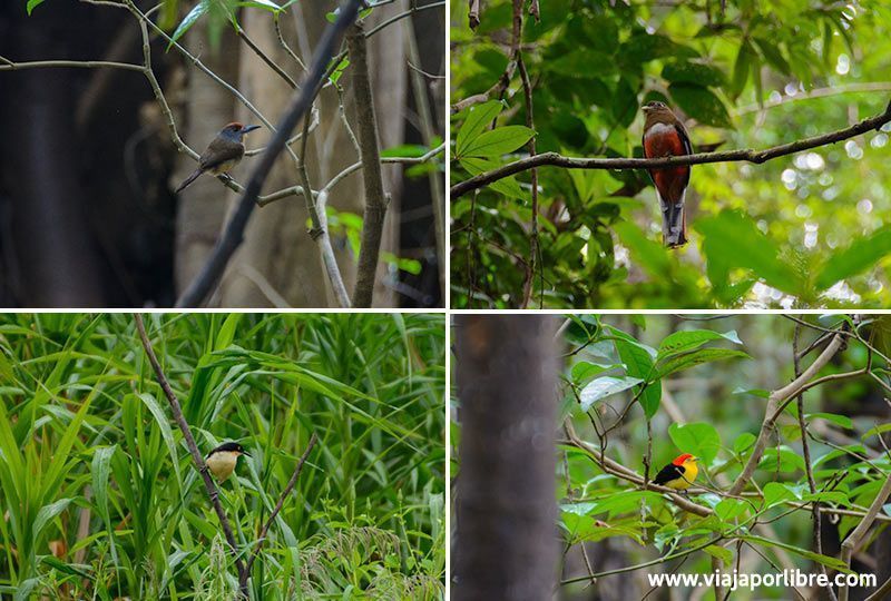 Amazonas Peruano - Aves
