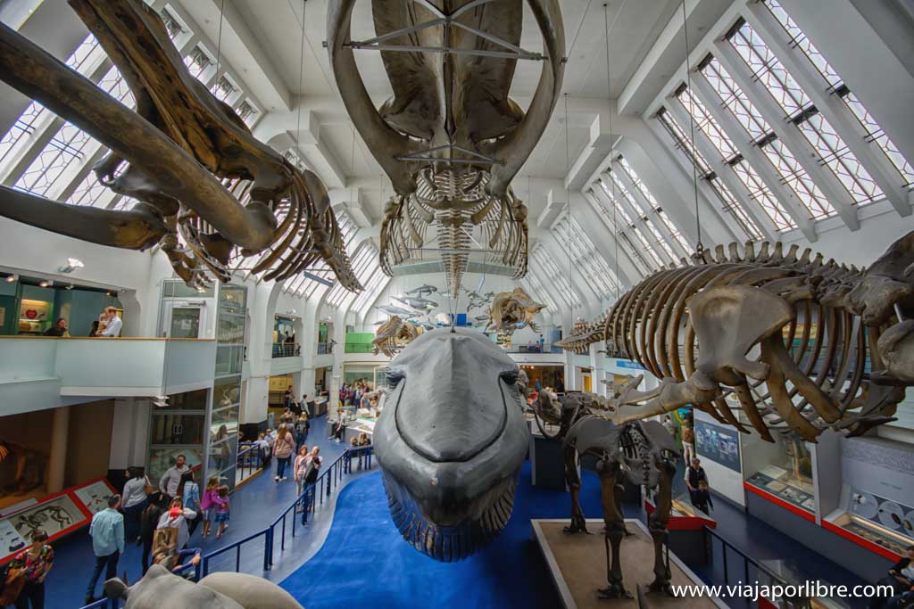 Los mejores museos de Londres - Museo de Historia Natural