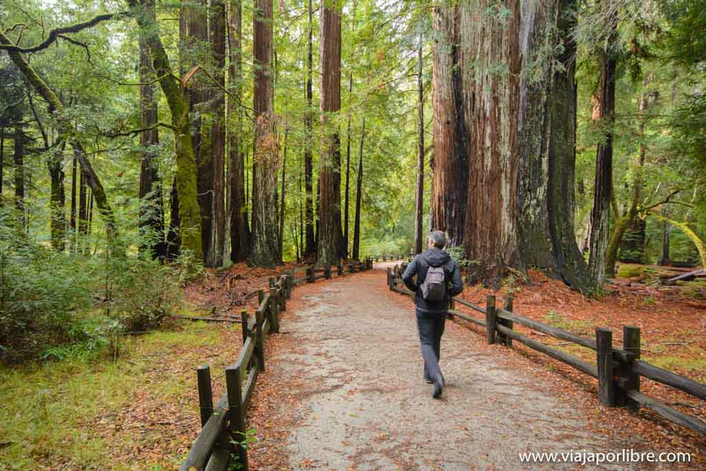 Big Basin Redwoods - Secuoyas en San Francisco