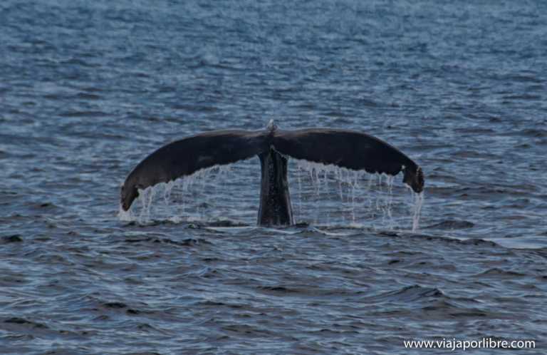 El espectacular avistamiento de ballenas en Monterrey