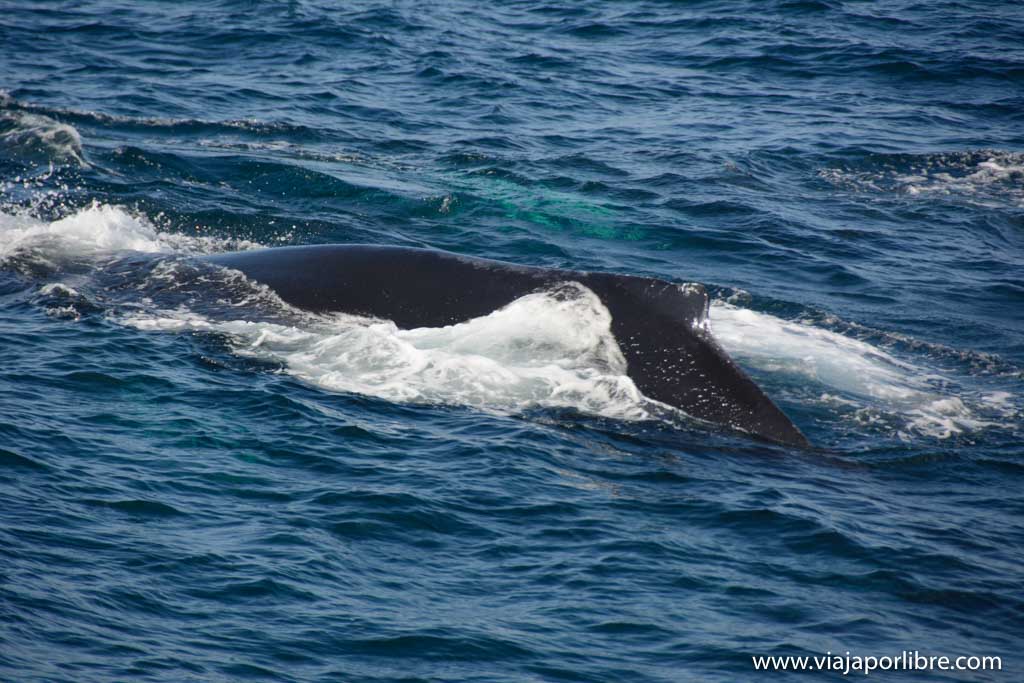 El espectacular avistamiento de ballenas en Monterrey