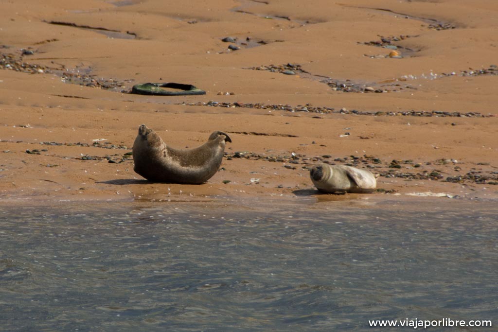 Donde ver focas en Escocia