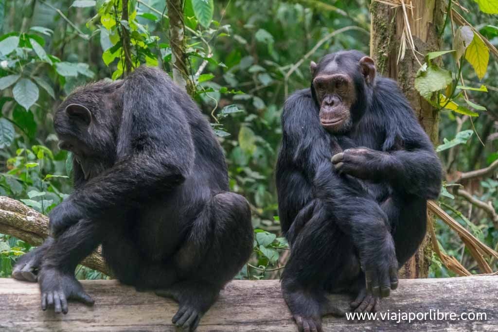 Visitando a los chimpancés en Uganda, Kibale National Park