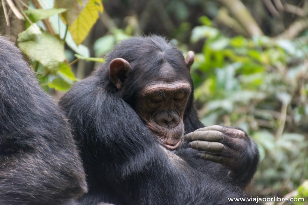 Visitando a los chimpancés en Uganda, Kibale National Park