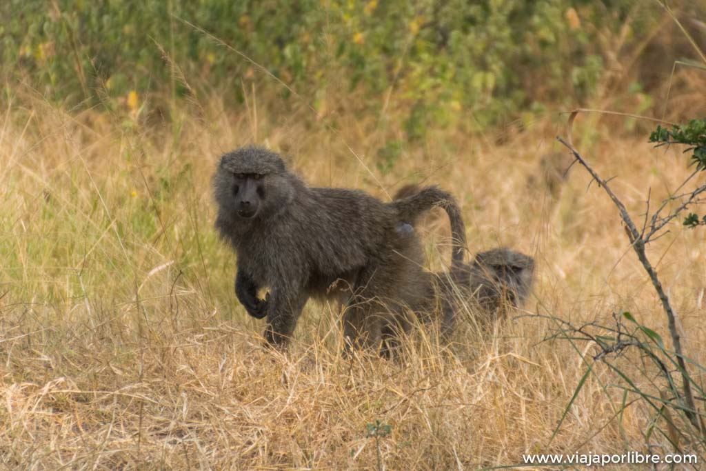 Visitando a los chimpancés en Uganda, Kibale National Park