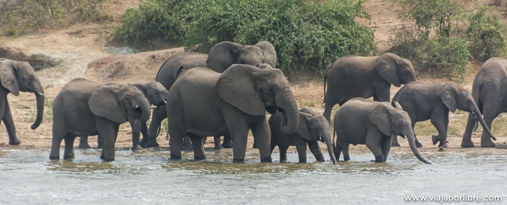 Safari en Uganda en Queen Elizabeth Park
