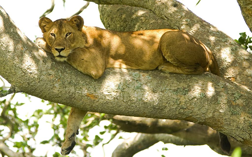Safari en Uganda en Queen Elizabeth Park