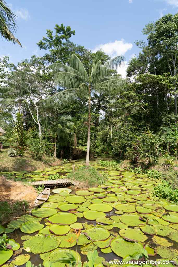 Leticia, puerta de entrada al Amazonas colombiano