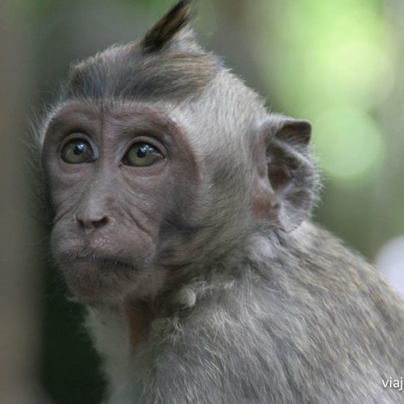 Sacred Monkey Forest Sanctuary
