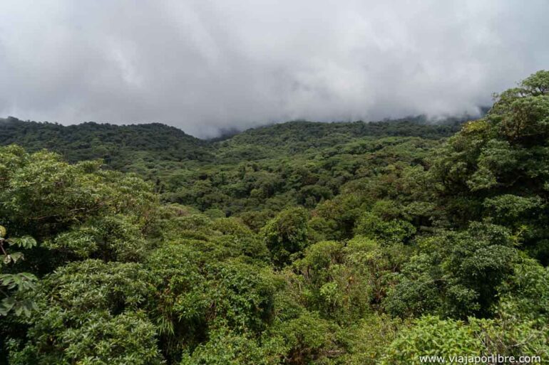 Estados Unidos - Visita a la reserva de Santa Elena en Costa Rica Reserva de Santa Elena