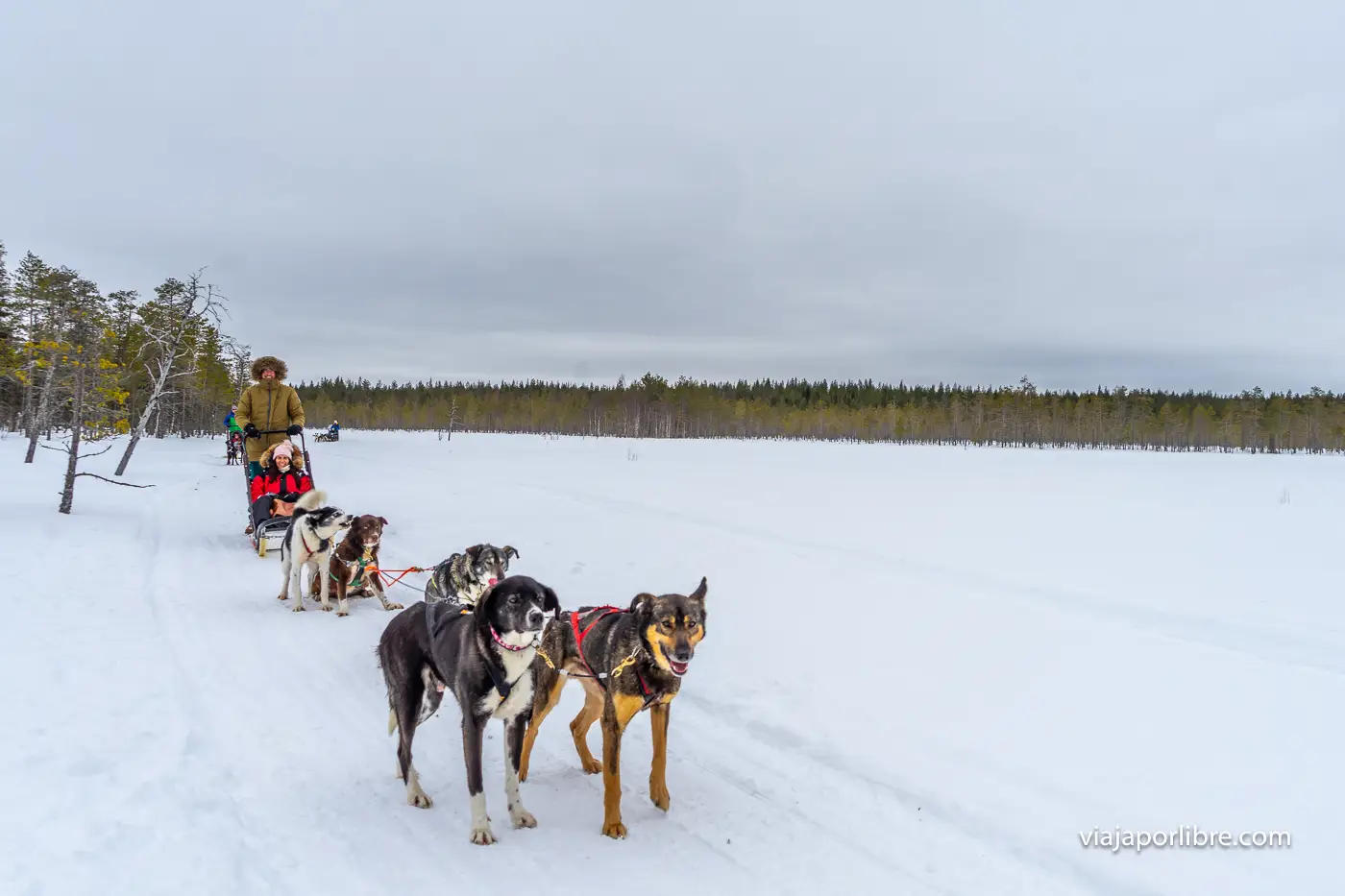 Trineos con perros en Rovaniemi