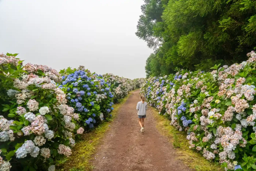 Hortensias de camino al Miradouro do Pico do Paul