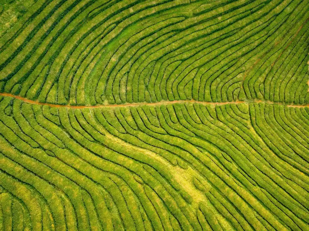 Plantaciones de té cerca de Maia
