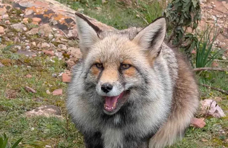Madrid - El lugar donde ver zorros y lobos en España La Maleza