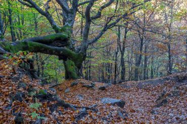 Senderismo - El mágico Hayedo de la Pedrosa en otoño Hayedo de la Pedrosa