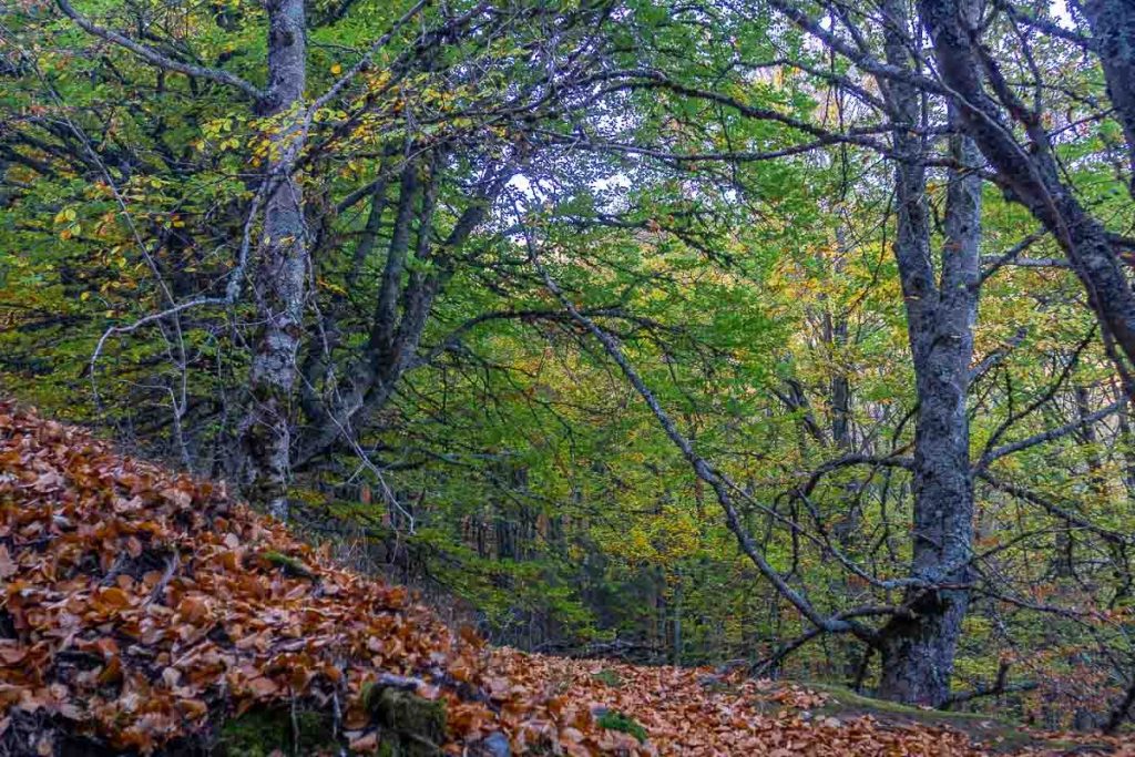 Senderismo - El mágico Hayedo de la Pedrosa en otoño Hayedo de la Pedrosa