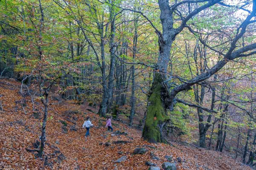 Senderismo - El mágico Hayedo de la Pedrosa en otoño Hayedo de la Pedrosa