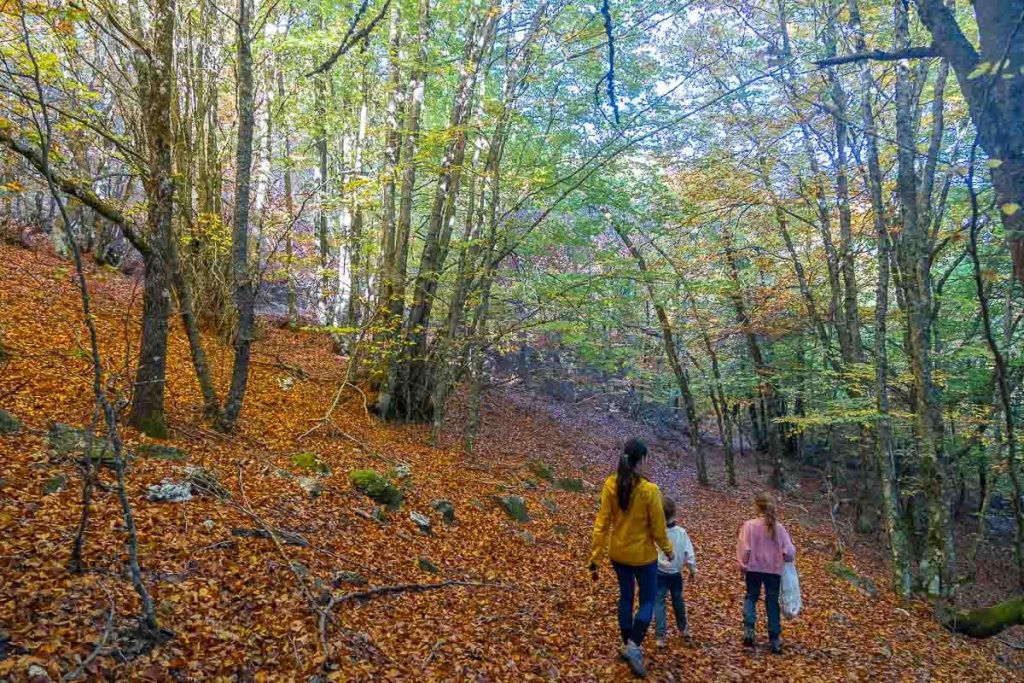 Senderismo - El mágico Hayedo de la Pedrosa en otoño Hayedo de la Pedrosa