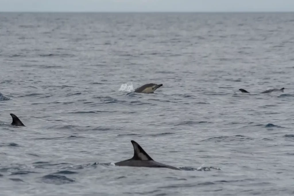 Portugal - Qué ver en Terceira: nuestra ruta por la isla de Azores con niños Avistamiento de ballenas y delfines en Terceira
