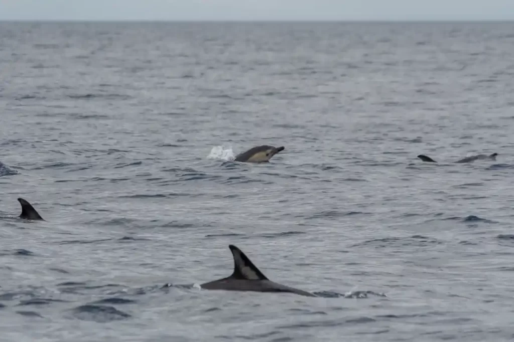 Portugal - Excursión a Corvo desde Flores con niños y ruta por el Caldeirão Delfines en la travesía a Corvo