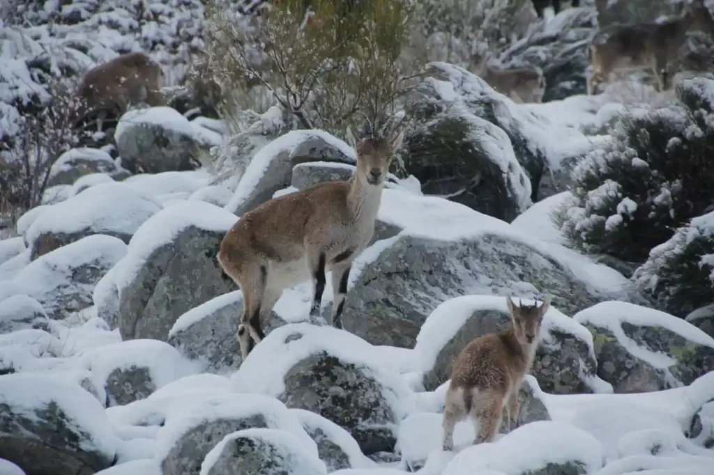 - Sierra de Gredos: guía de senderismo, picos, lagunas y rutas imprescindibles Sierra de Gredos