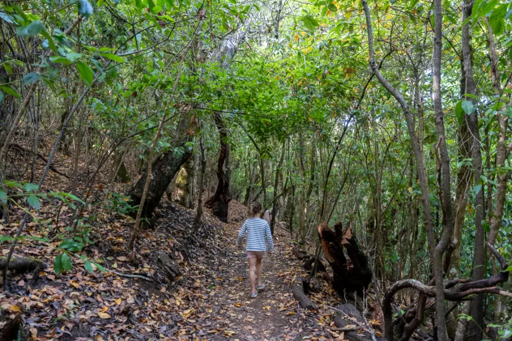 Islas Canarias - La Gomera, vacaciones sin masificación en las Canarias Garajonay