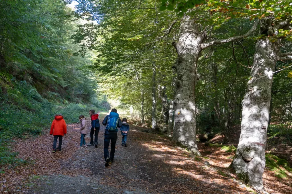 Senderismo - La bonita ruta otoñal del hayedo de Tobía Hayedo Tobia 01