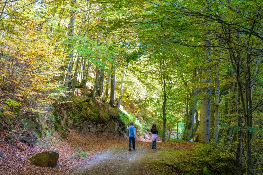 Senderismo - La bonita ruta otoñal del hayedo de Tobía Hayedo de Tobia